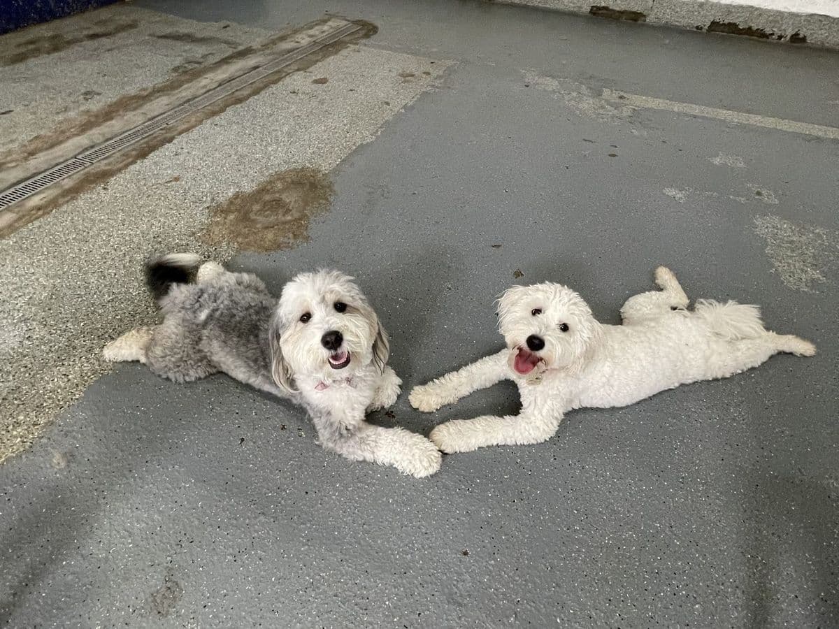 How to Choose the Right Dog Daycare: 10 Questions Every Owner Should Ask