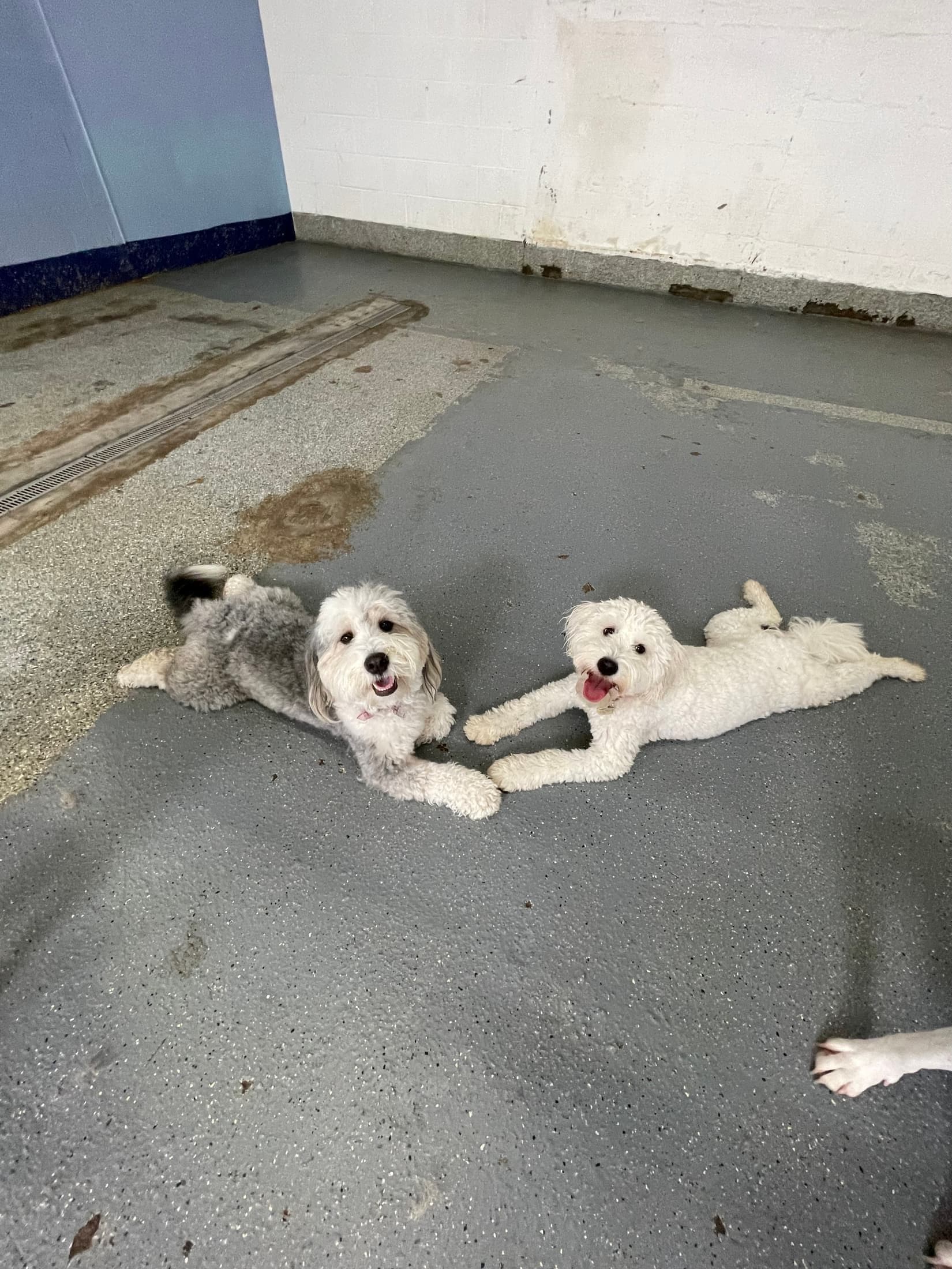 Structured Dog Daycare in Chicago at Canine Perspective. Facility photograph