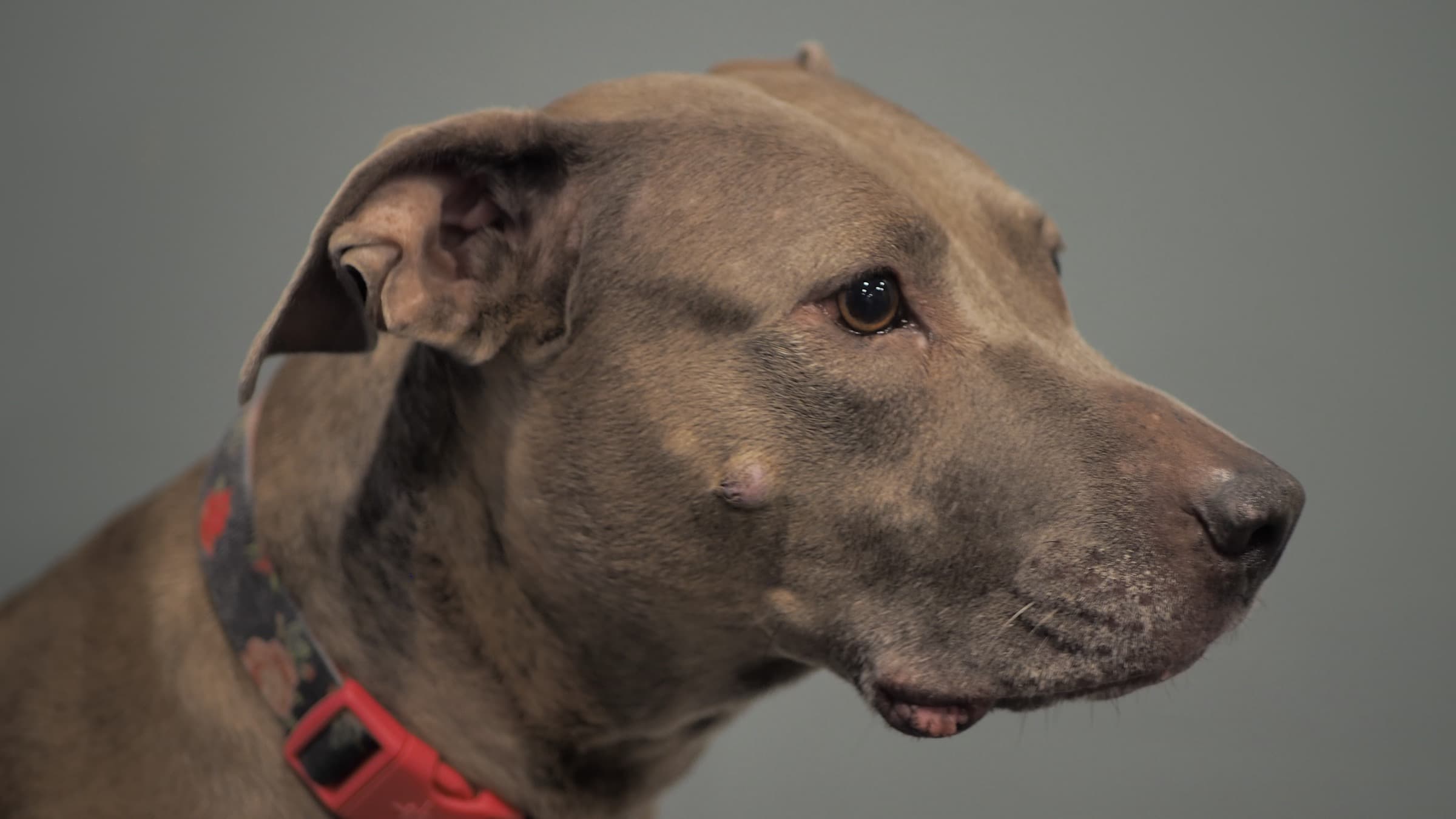A calm dog at Canine Perspective, Chicago's quiet, structured kennel