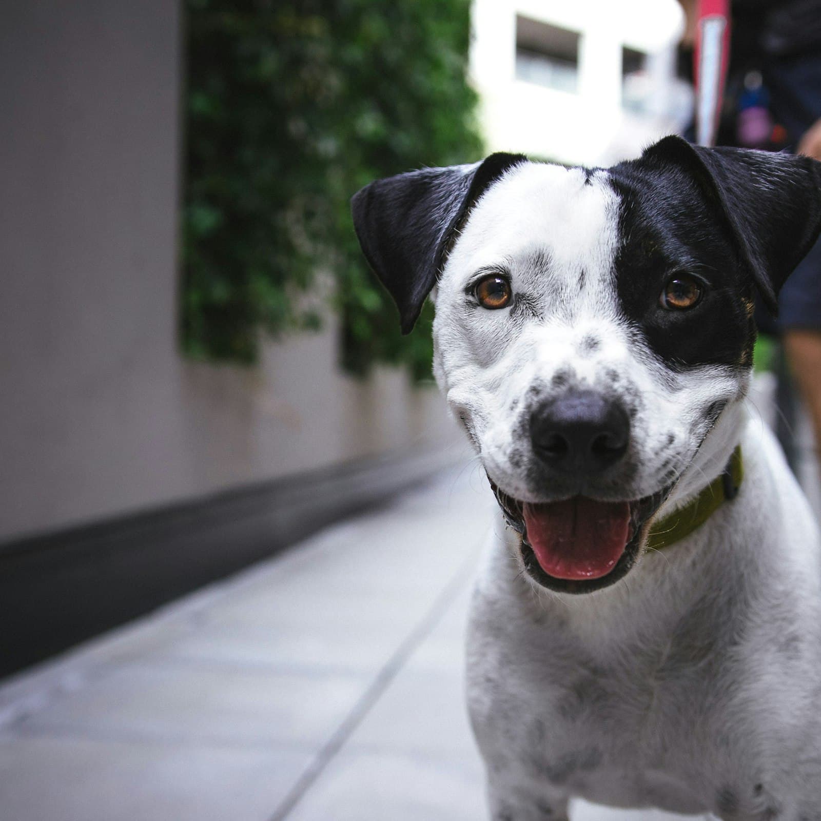 A Canine Perspective client dog